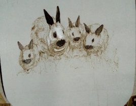 rabbit family