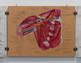 tavola anatomica completa